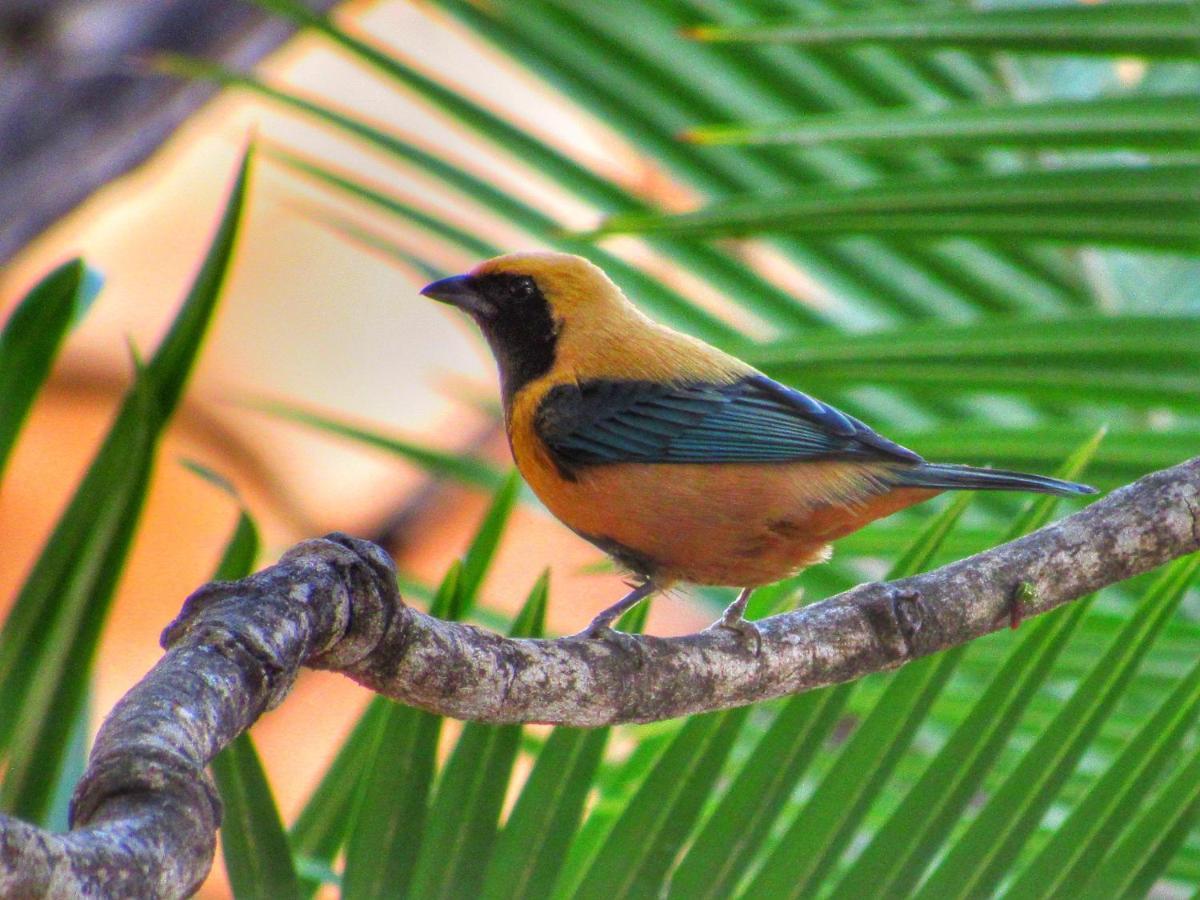 Pousada Anaue Cipo Serra do Cipo National Park Exteriér fotografie
